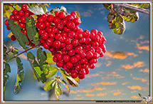 Sorbier des oiseleurs